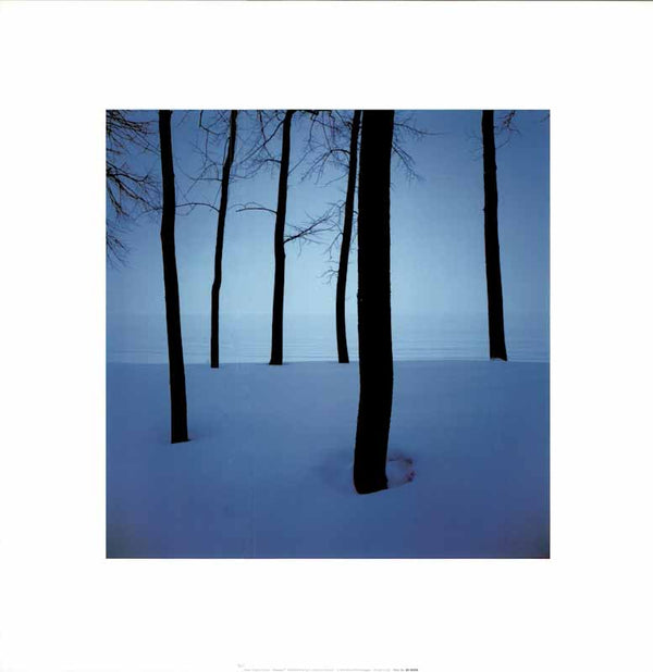 Trees In Snow by Ted Wood - 16 X 16 Inches (Art Print)