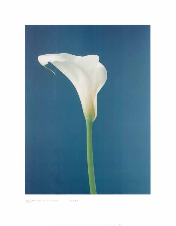 Calla Lily by Masao Ota - 16 X 20 Inches (Art Print)