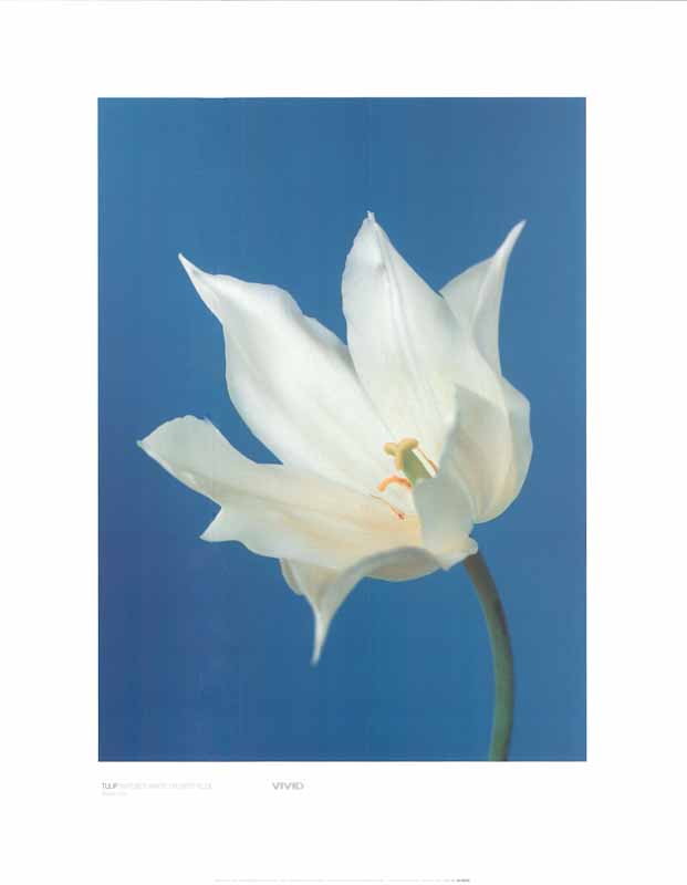 Tulip by Masao Ota - 16 X 20 Inches (Art Print)
