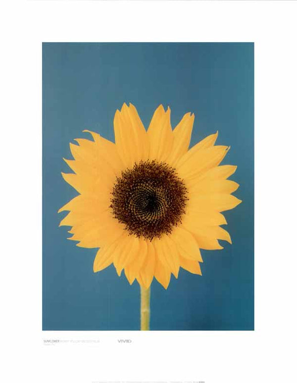 Sunflower On Deep Blue by Masao Ota - 16 X 20 Inches (Art Print)