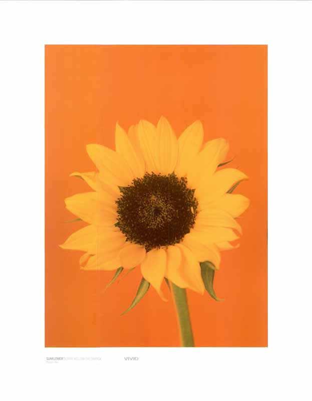 Sunflower On Orange by Masao Ota - 16 X 20 Inches (Art Print)