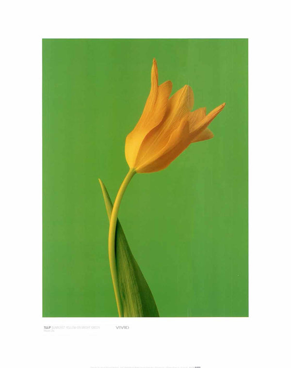 Tulip, Sunburst Yellow on Bright Green by Masao Ota - 16 X 20 Inches (Art Print)