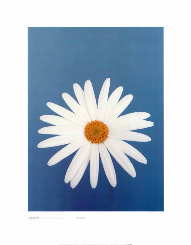 Marguerite On Reflex Blue by Masao Ota - 16 X 20 Inches (Art Print)