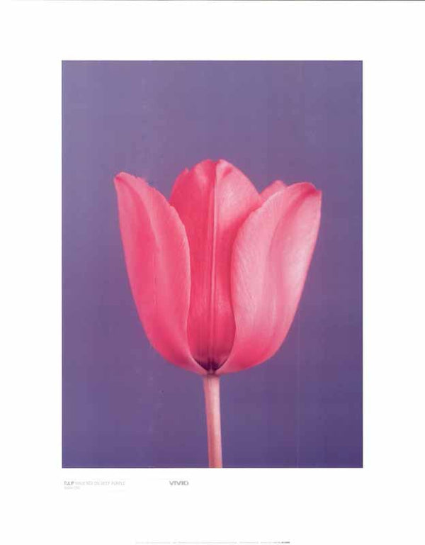 Tulip Magenta On Deep Purple by Masao Ota - 16 X 20 Inches (Art Print)