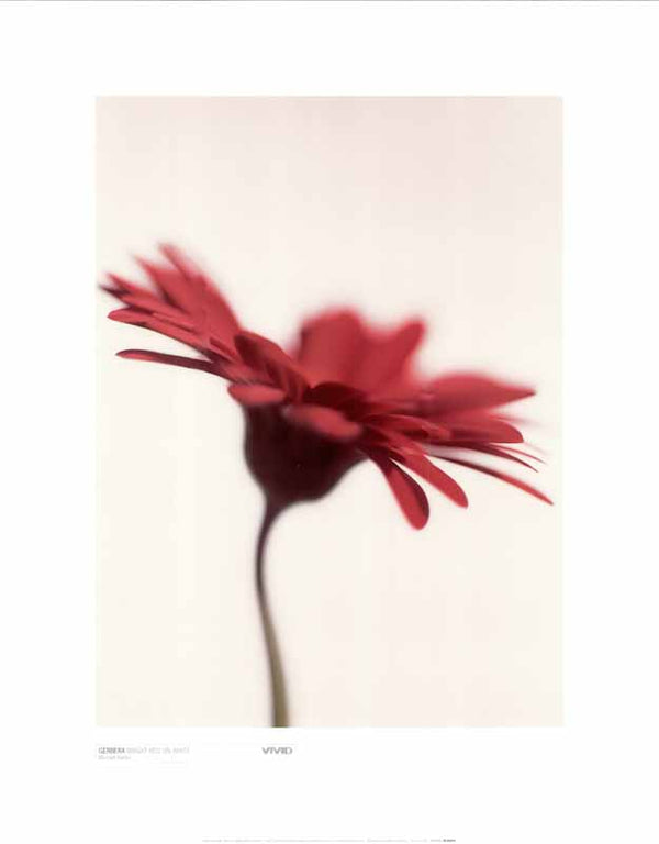 Gerbera Red On White by Masao Ota - 16 X 20 Inches (Art Print)