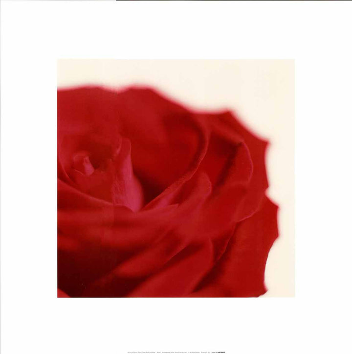 Rose Dark Red On White by Michael Banks - 16 X 16 Inches (Art Print)