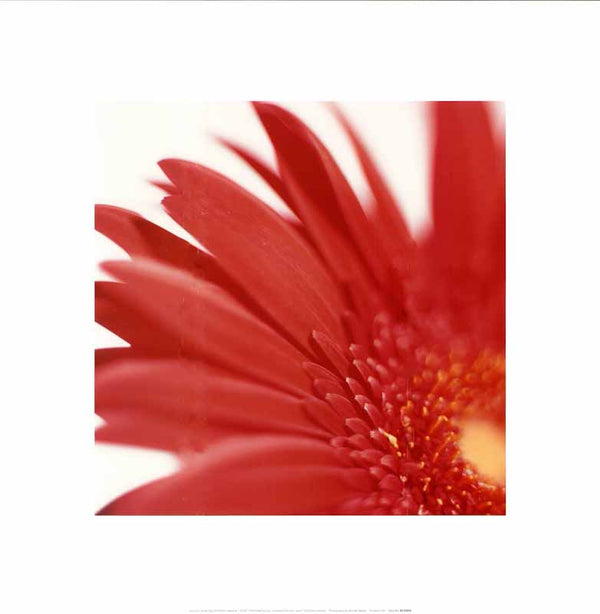 Gerbera Red On White II by Michael Banks - 16 X 16 Inches (Art Print)