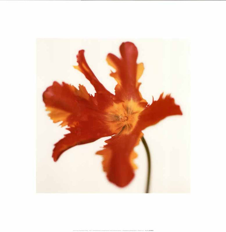 Parrot Tulip Red On White by Michael Banks - 16 X 16 Inches (Art Print)