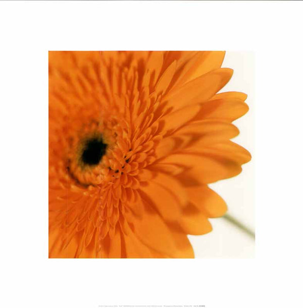Gerbera Deep Yellow On White by Michael Banks - 16 X 16 Inches (Art Print)
