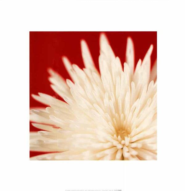 Chrysanthemum White On Dark Red by Michael Banks - 16 X 16 Inches (Art Print)