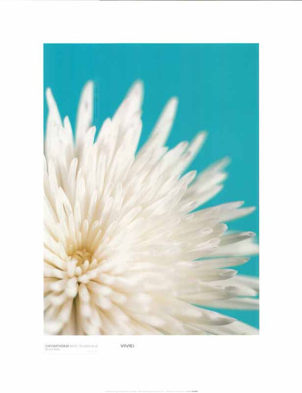 Chrysanthemum White On Aqua Blue by Michael Banks - 16 X 20 Inches (Art Print)