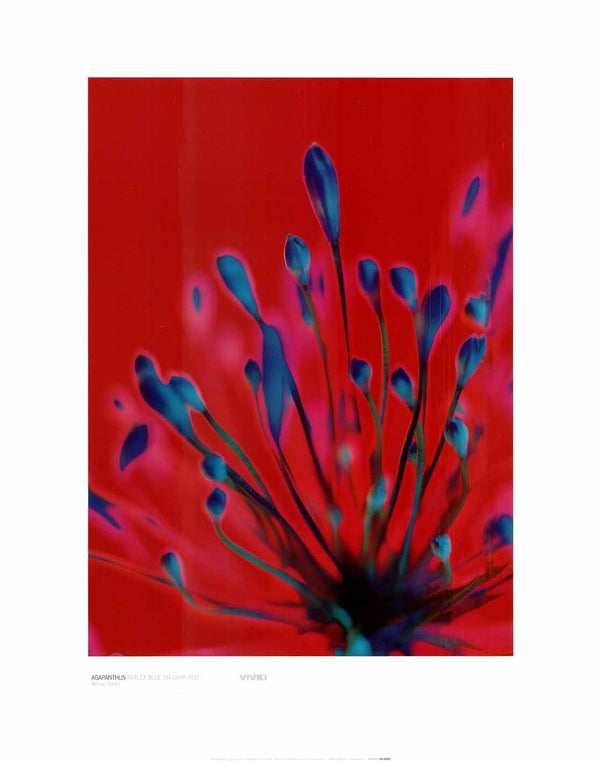 Agapanthus Blue On Dark Red by Michael Banks - 16 X 20 Inches (Art Print)