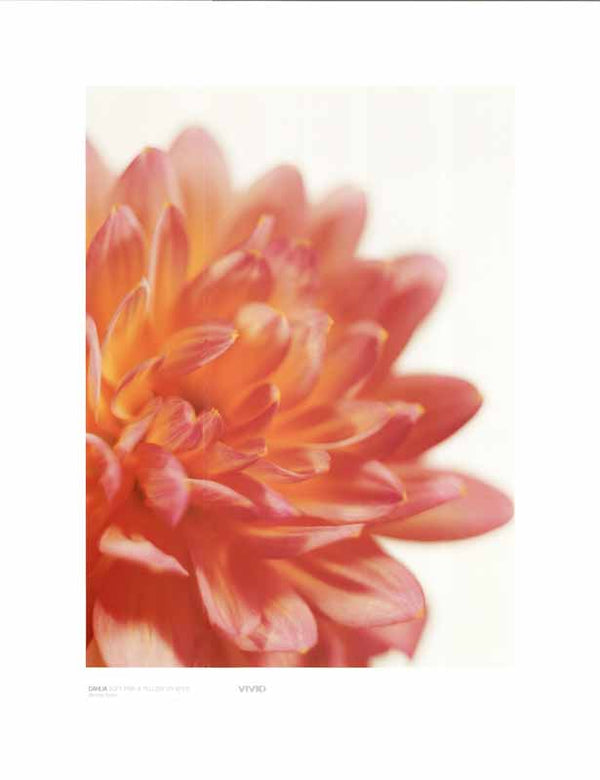 Dahlia Pink And Yellow On White by Michael Banks - 16 X 20 Inches (Art Print)