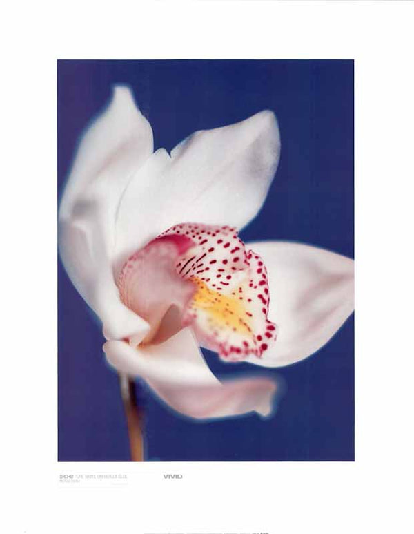 Orchid White On Reflex Blue by Michael Banks - 16 X 20 Inches (Art Print)