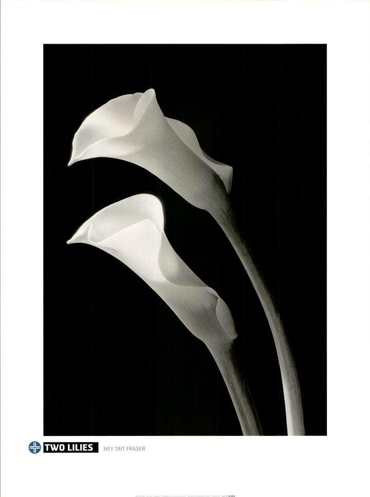 Two Lilies by Unknown / Annonyme - 24 X 32 Inches (Art Print)