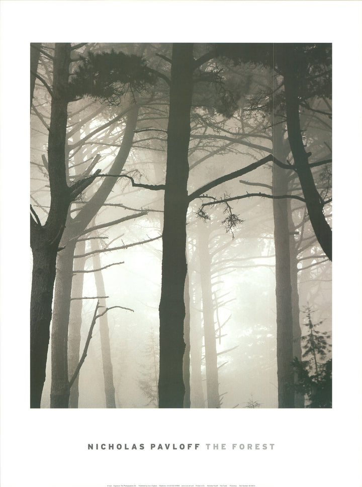 The Forest by Nicholas Pavloff - 24 x 32 Inches (Art Print)