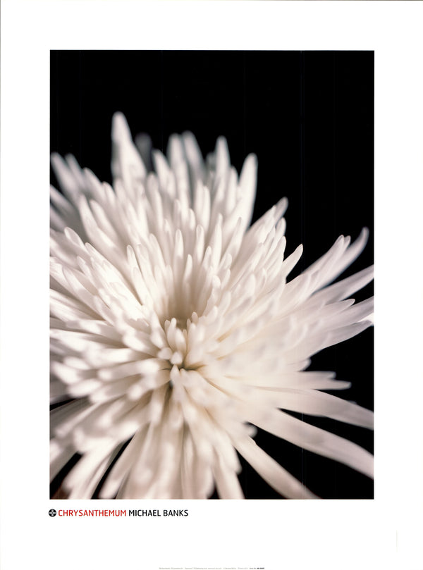 Chrysanthemum by Michael Banks - 24 X 32 Inches (Art Print)
