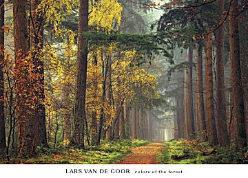 Colors of the Forest by Lars Van de Goor - 26 X 36 Inches (Art Print)