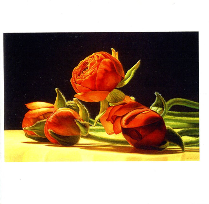 Ranunculus by Jan Van Hoff - 6 X 6" (Greeting Card)