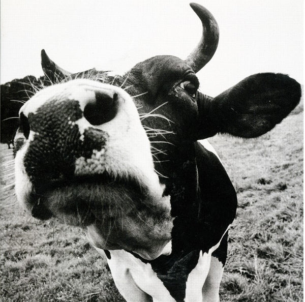 Cow Portrait / Portrait de vache