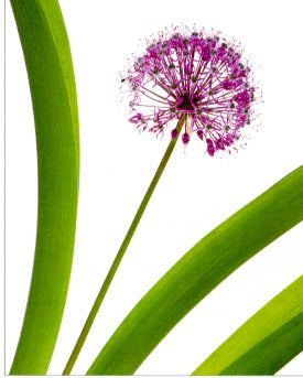 Allium sp. famille Liliacées