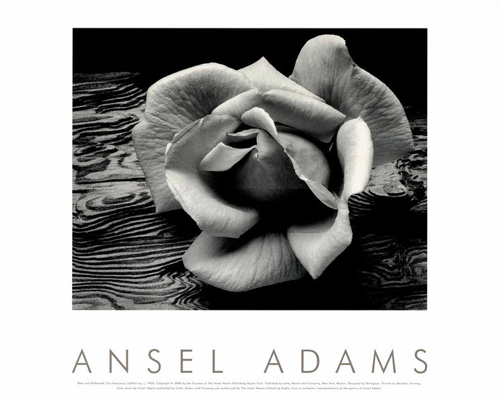 Rose and Driftwood, 1932 by Ansel Adams - 16 X 20 Inches (Art Print)