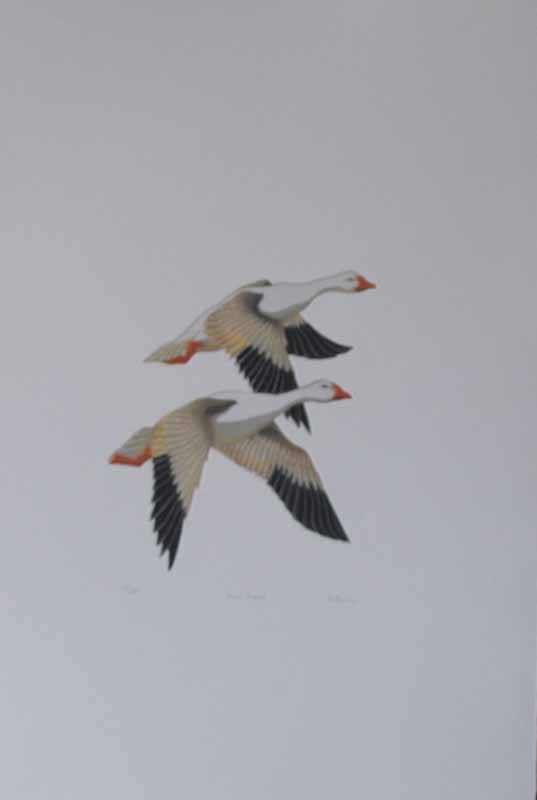 Snow Geese by Reita Nevin Quinlan - 15 X 22 Inches (Original Etching Numbered & Signed) 23/250