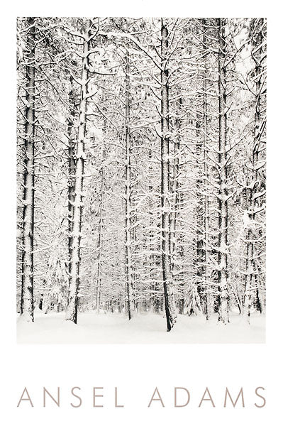 Pine Forest in the Snow, Yosemite National Park by Ansel Adams - 24 X 36 Inches (Art Print)