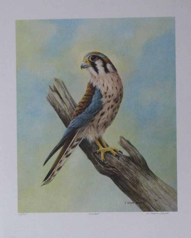 Kestrel by F. Dawn Snell - 22 X 26 Inches (Lithograph Titled & Signed) 115/225