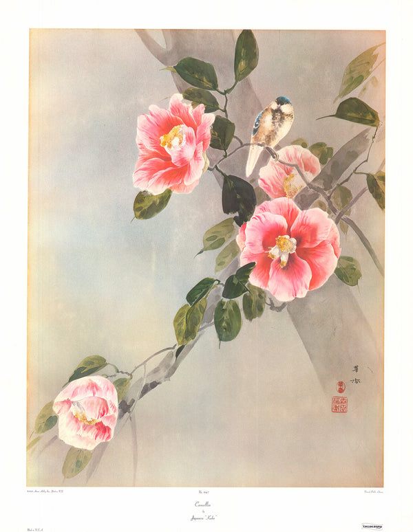 Camellia by Kako - 26 X 33 Inches (Art Print)
