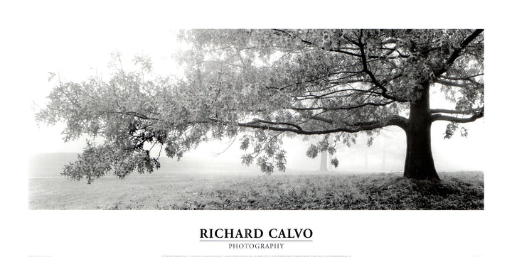 Autumn Oak by Richard Calvo - 11 X 22 Inches (Art print)