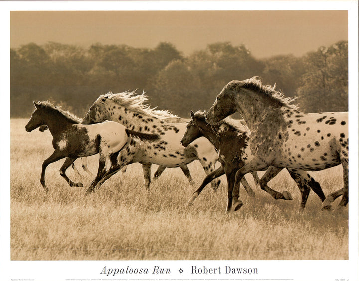 Appaloosa Run by Robert Dawson - 16 X 12 Inches (Art Print)
