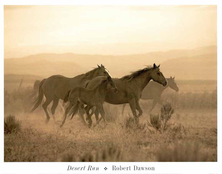 Desert Run by Robert Dawson - 13 X 17 Inches (Art Print)