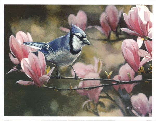 Eastern Bluejay by Terry Isaac - 13 X 17 Inches (Art Print)