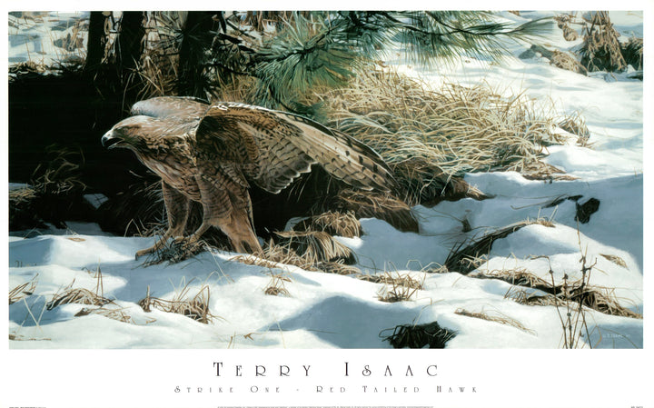 Strike One - Red Tailed Hawk by Terry Isaac - 17 X 27 Inches (Art Print)