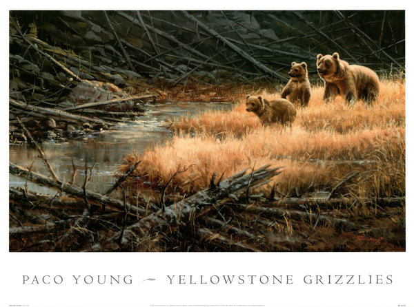 Yellowstone Grizzlies by Paco Young - 20 X 27 Inches (Art print)