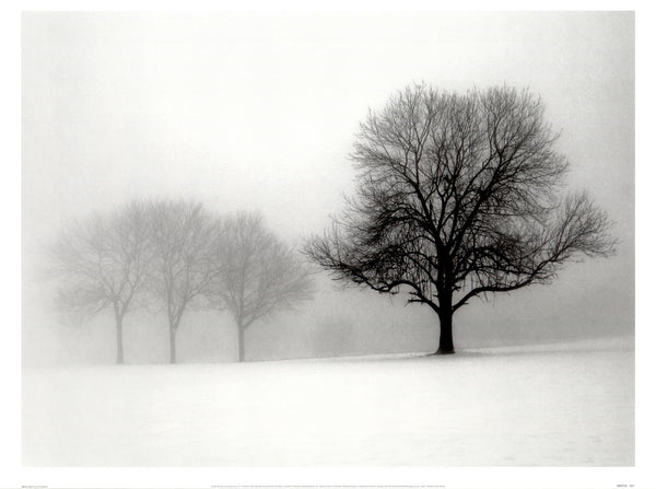 Winter Trees I by Ilona Wellman - 20 X 28 Inches (Art print)