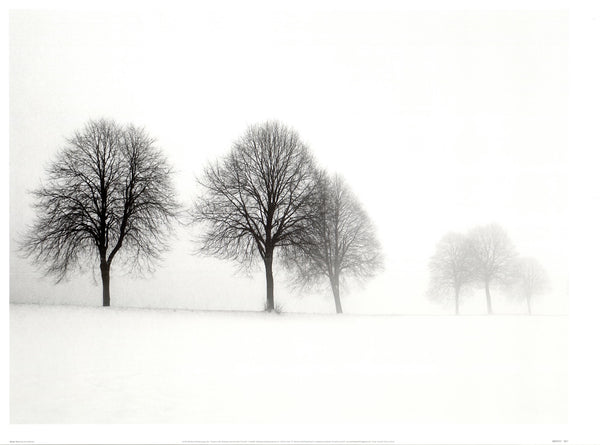 Winter Trees II by Ilona Wellman - 20 X 28 Inches (Art print)