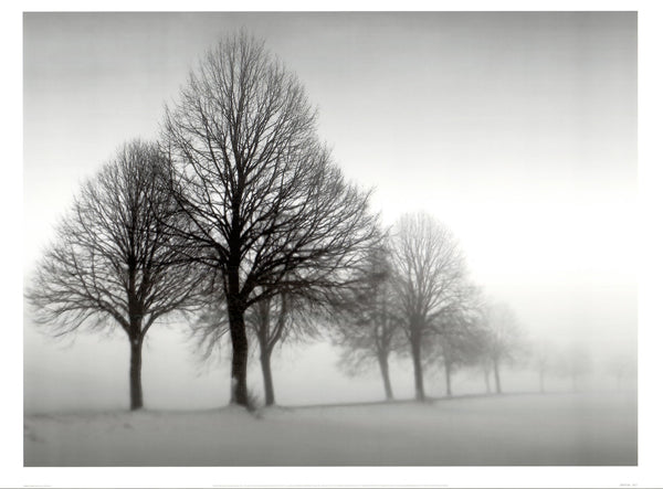 Winter Trees III by Ilona Wellman - 20 X 28 Inches (Art print)
