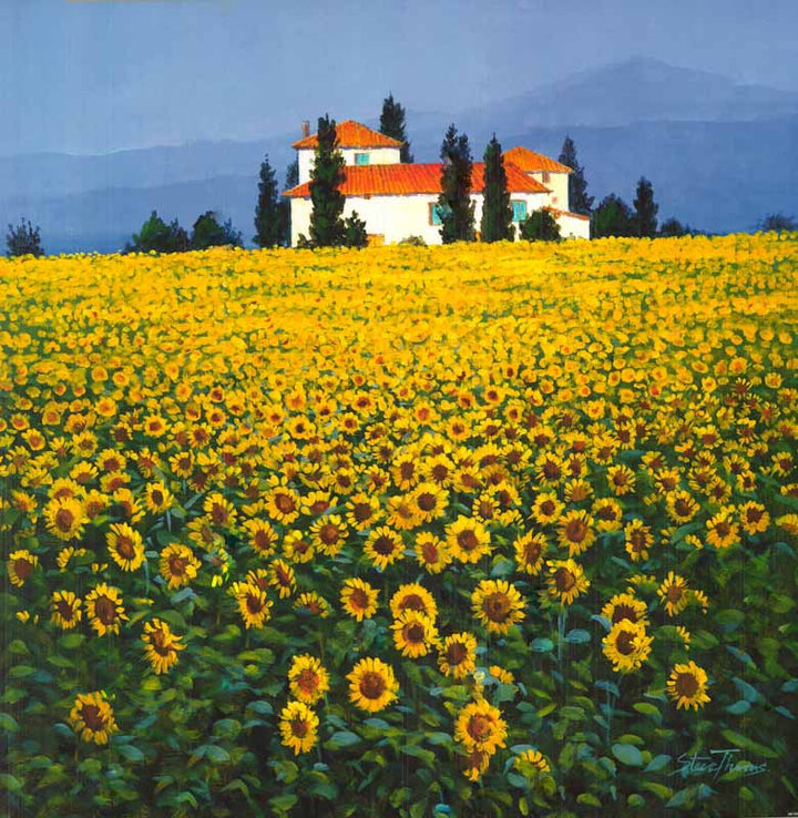 Sunflowers Field by Steve Thoms - 24 X 24 Inches (Art Print)