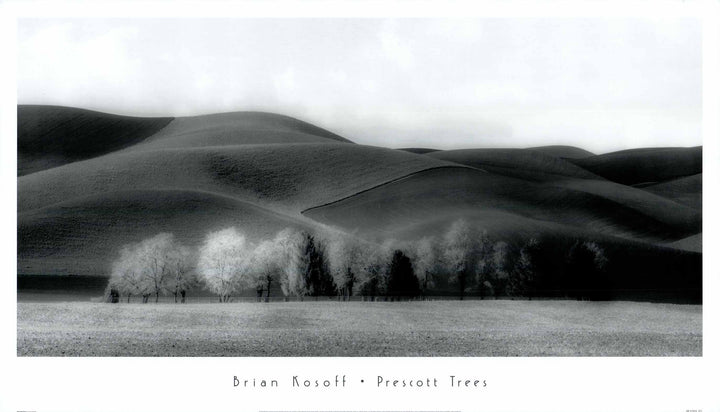Prescott Trees by Brian Kosoff - 22 X 38 Inches (Art Print)