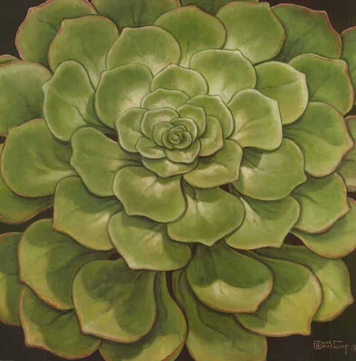 Succulent I by Janet Kruskamp - 24 X 24 Inches (Art Print)