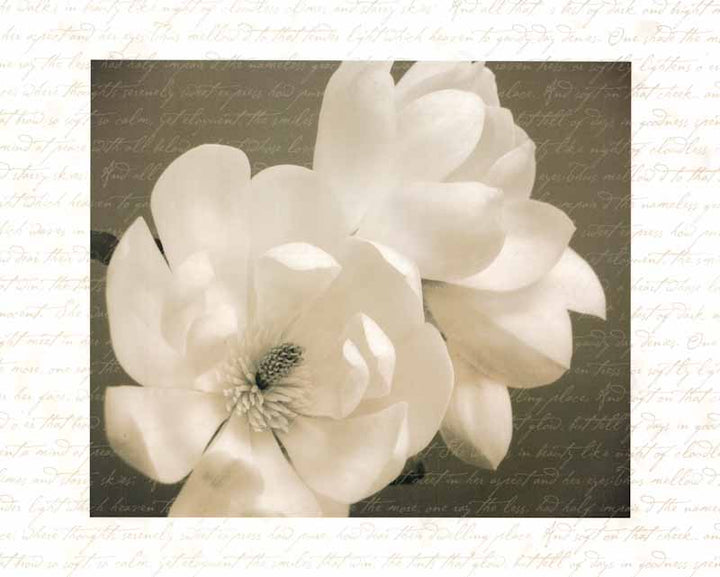 Winter Magnolia I by Tony Stuart - 22 X 28 Inches (Art Print)