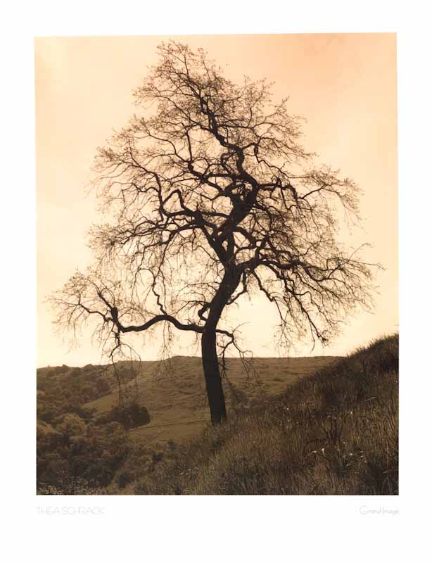 Dawn Forever II by Thea Schrack - 28 X 35 Inches (Art Print)