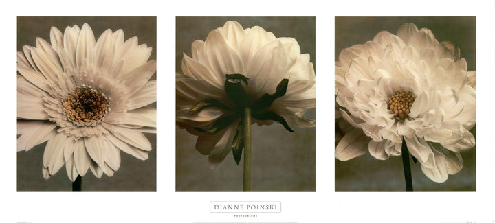 Daisy/Dahlia by Dianne Poinski - 18 X 39 Inches (Triptych Art Print)