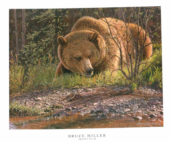 September Grizzly by Bruce Miller - 27 X 32 Inches (Art Print)