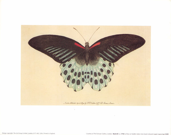 Butterfly 1790by Shaw & Nodder - 10 X 12 Inches (Art Print)