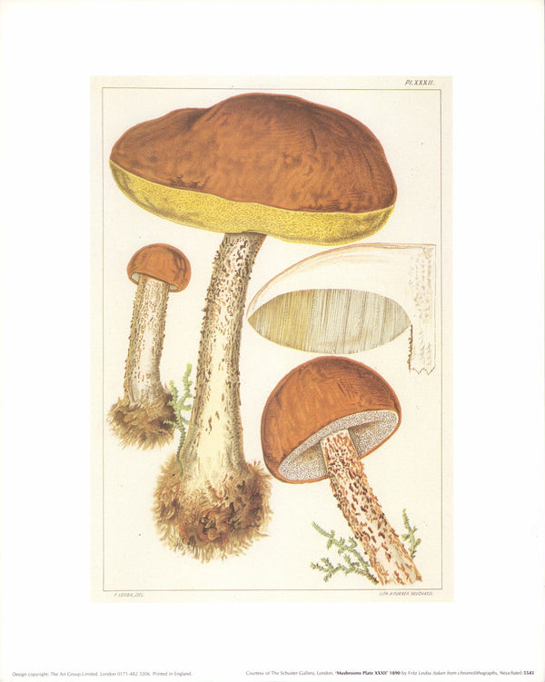 Mushrooms Plate XXXII, 1890 by Fritz Leuba - 10 X 12 Inches (Art Print)