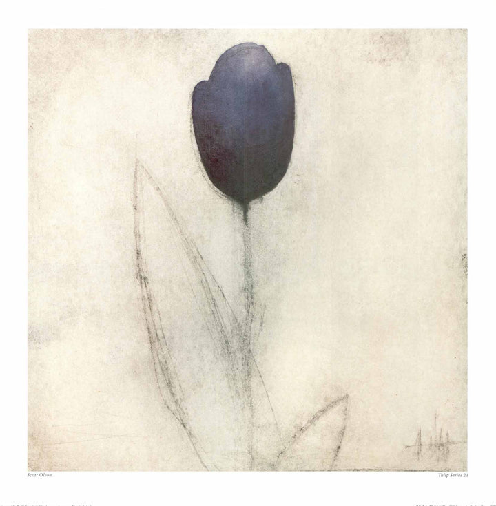 Tulip Series 21 by Scott Olson - 24 X 24 Inches (Art Print)