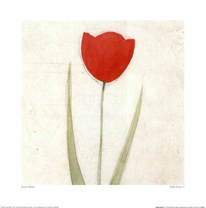 Tulip Series 5 by Scott Olson - 16 X 16 Inches (Art Print)